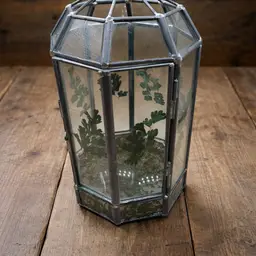 glass terrarium, commonly known as a Wardian case, designed for displaying plants and succulents