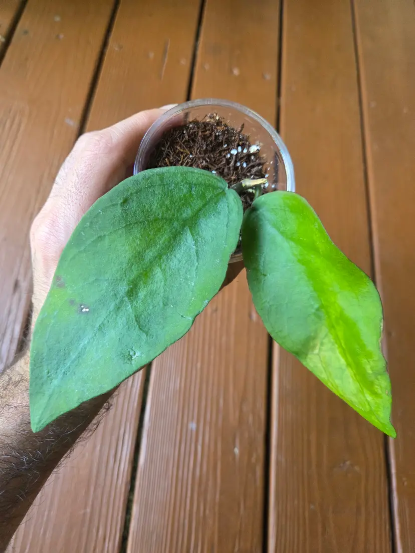 Hoya caudata 'Big Green leaf'