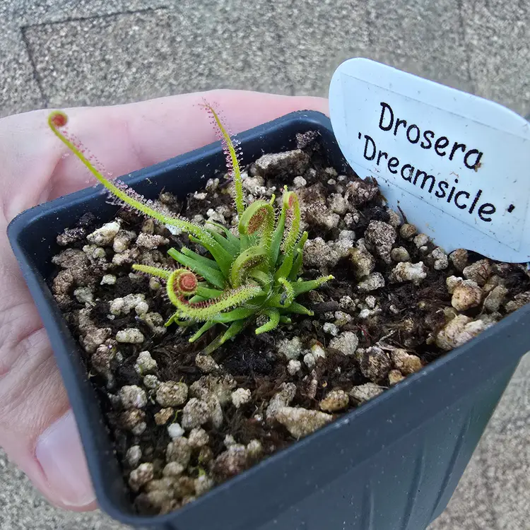 Drosera 'Dreamsicle'