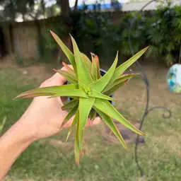 Climbing Aloe