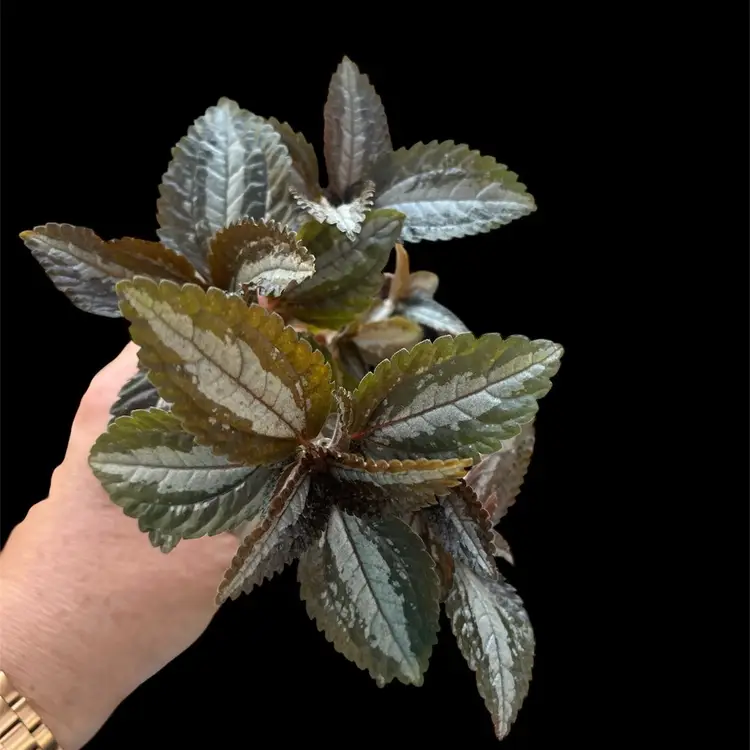 Pilea Aluminum Bronze