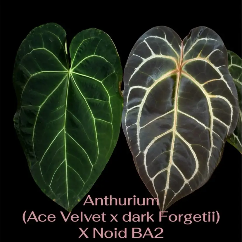 (Ace velvet x dark forgetii)x BA2 seedling