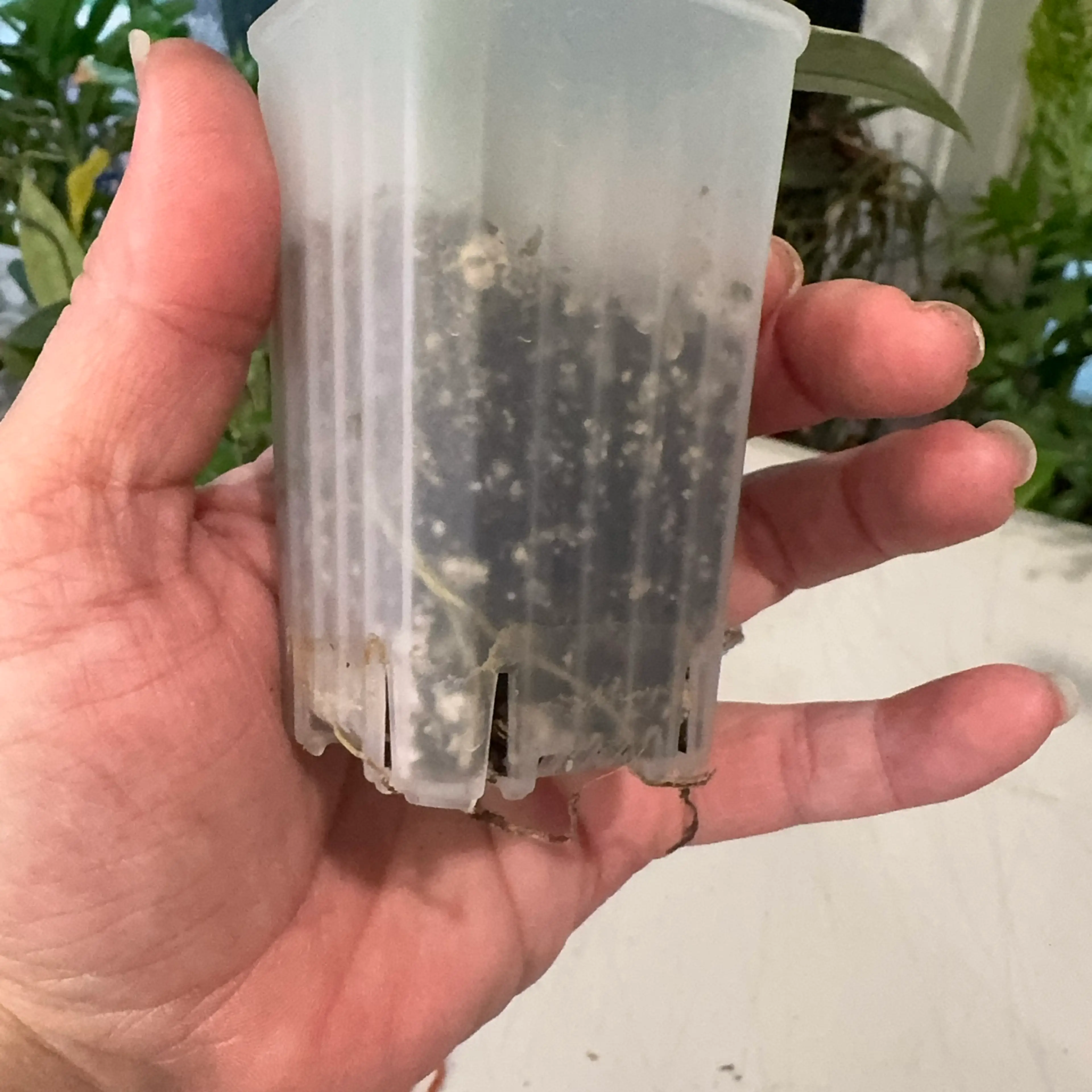 Image 2 of 2