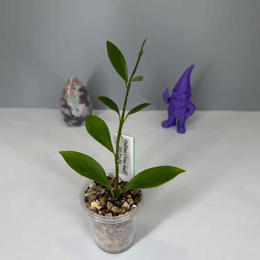 12 Collina (long leaf)