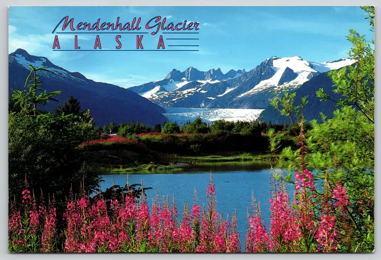 Postcard Pink Fireweed by Mendenhall Glacier Alaska Geomorphology Summertime Beauty