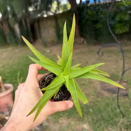 Climbing Aloe