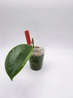 Hoya JS001 ‘Red Velvet’