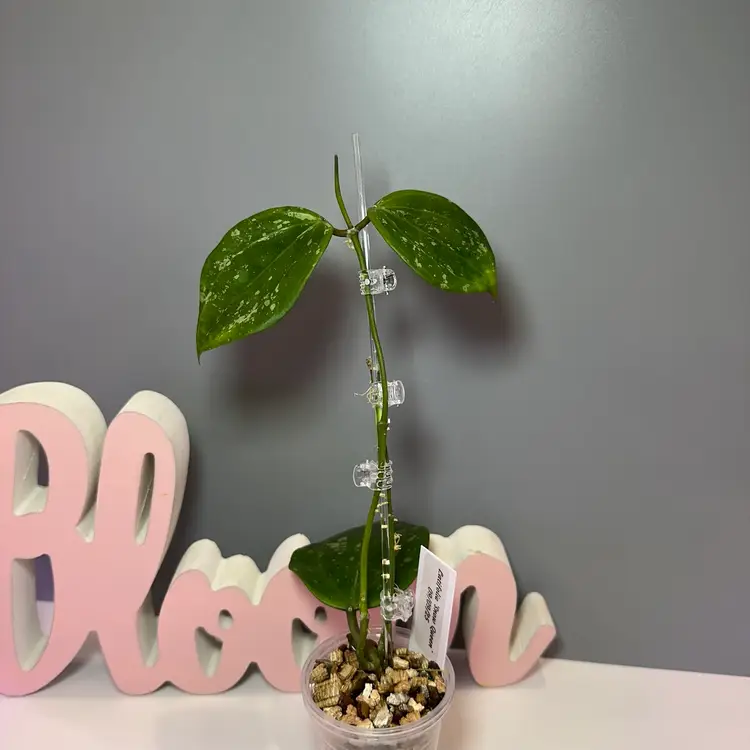 50 Latifolia ‘Snow Queen’