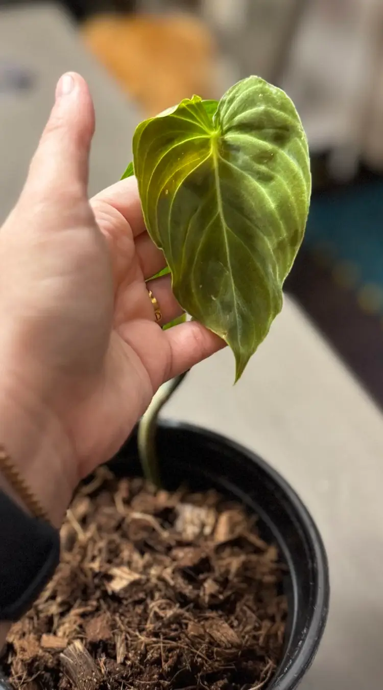 Philodendron Splendid