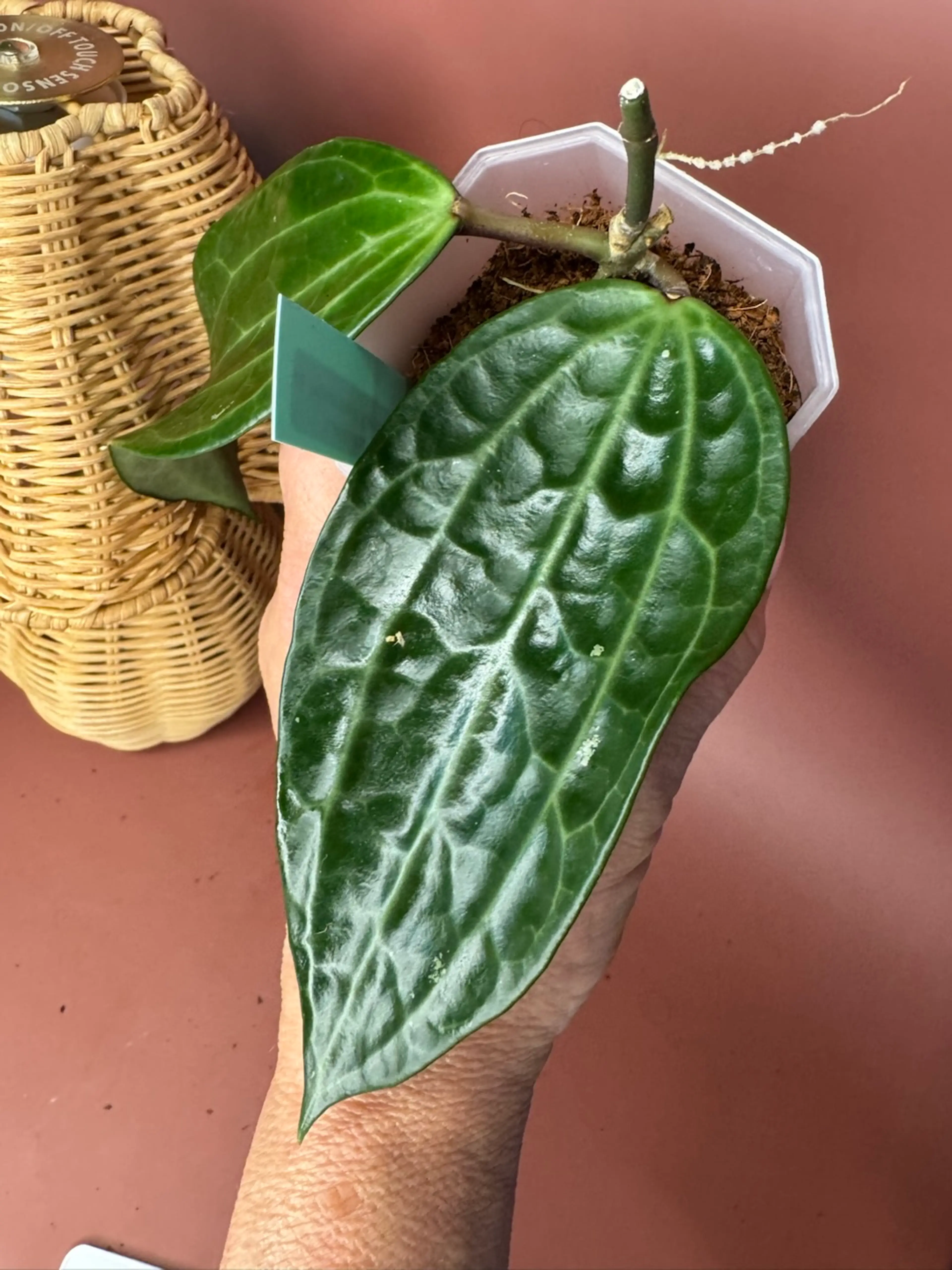 Image 1 of 2