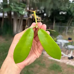 Hoya Meliflua (cutting)