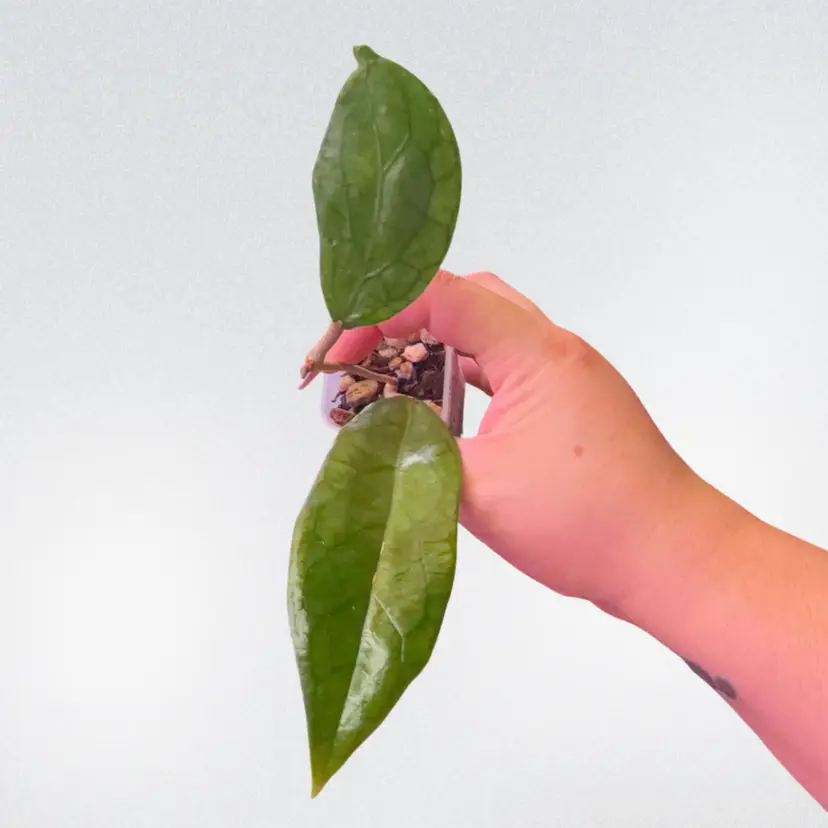 Hoya sp. Estrella Waterfalls (IML 1256)