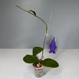 B08 RHM2457-CS09 (Clemensiorum x Unk)