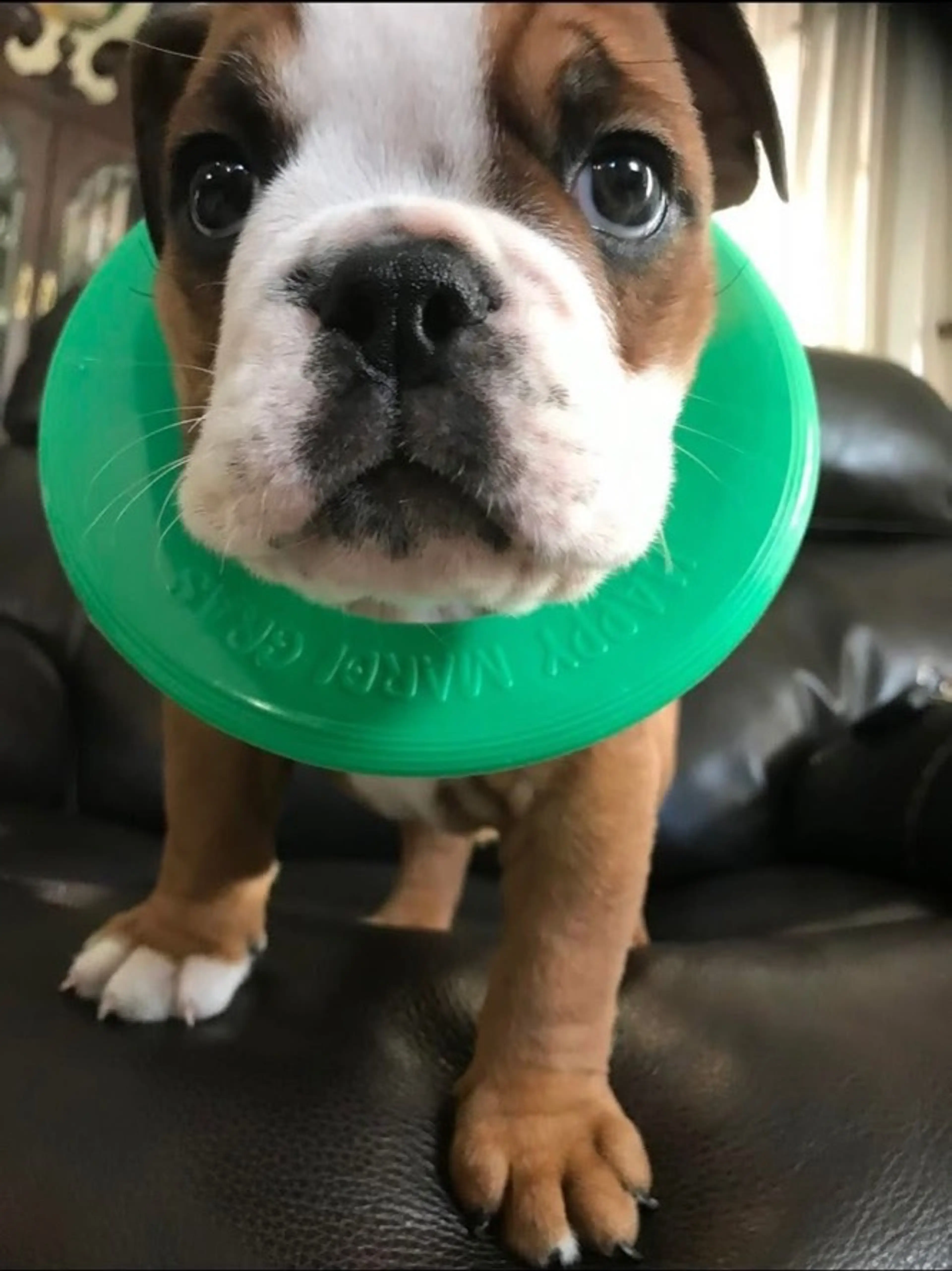 Rosey’s Invites You To Come To The Over 900 Preloaded Item Show!