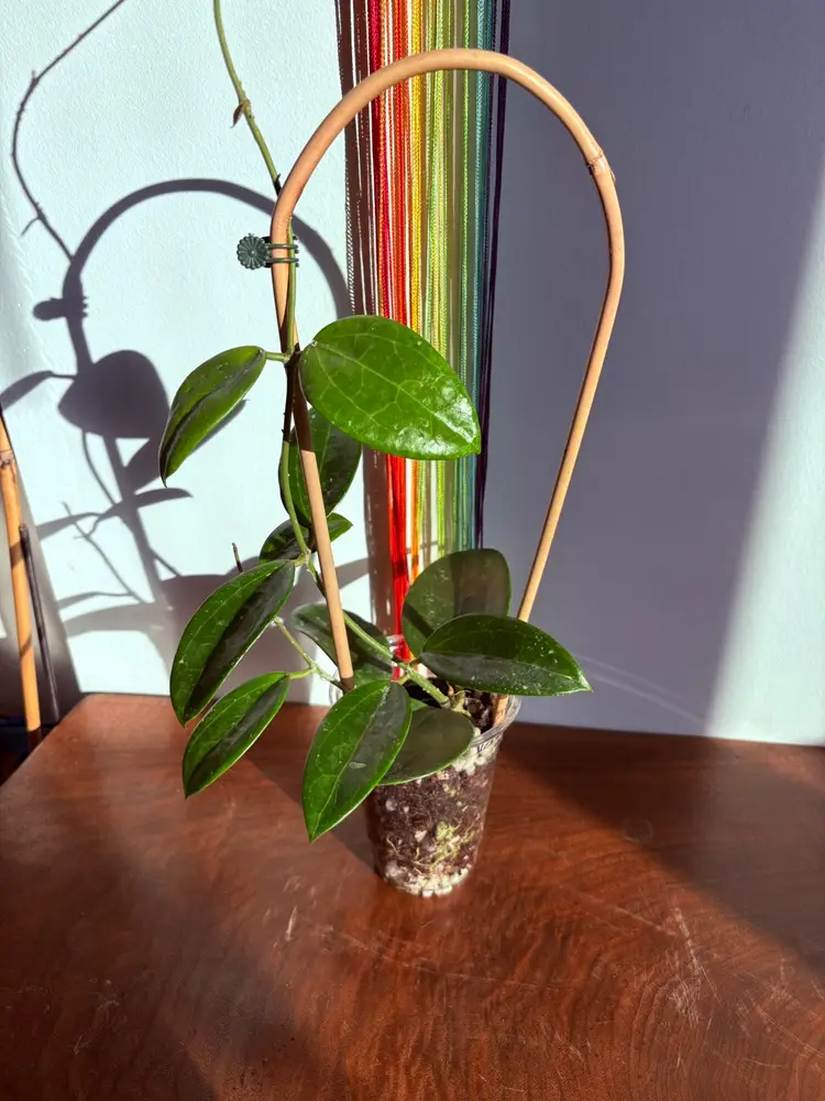 Hoya verticillata red spoon leaf [A]