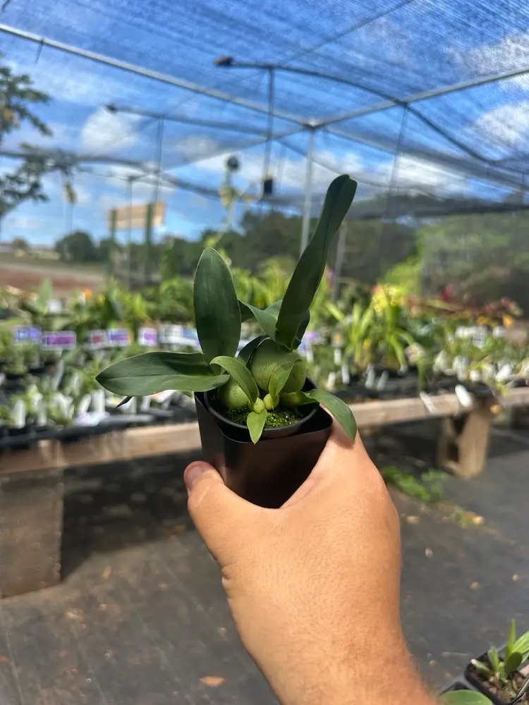 Gomesa Jiaho Queen 'Jia Ho' FCC/AOS (GM/TOGA)