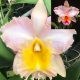 Rlc. Pastel Queen 'Peach Melba' BM/JOGA x Rlc. George King 'Serendipity' AM/AOS