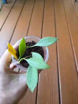 Hoya New Guinea ghost