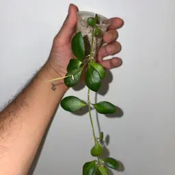 Hoya heuschkaliana yellow