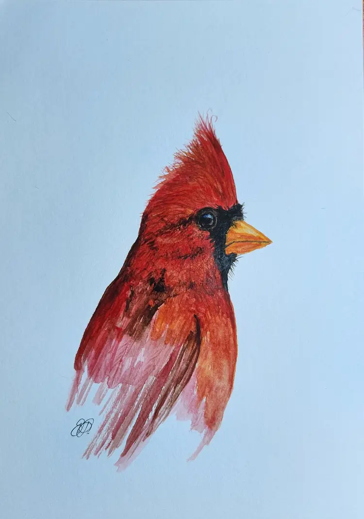 Cardinal Original Watercolor Painting Signed By The Artist 5x7 Free Shipping