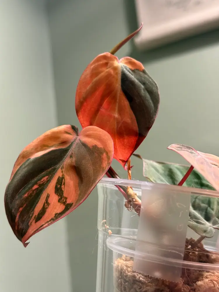 SATURDAY NIGHT LIVE! 