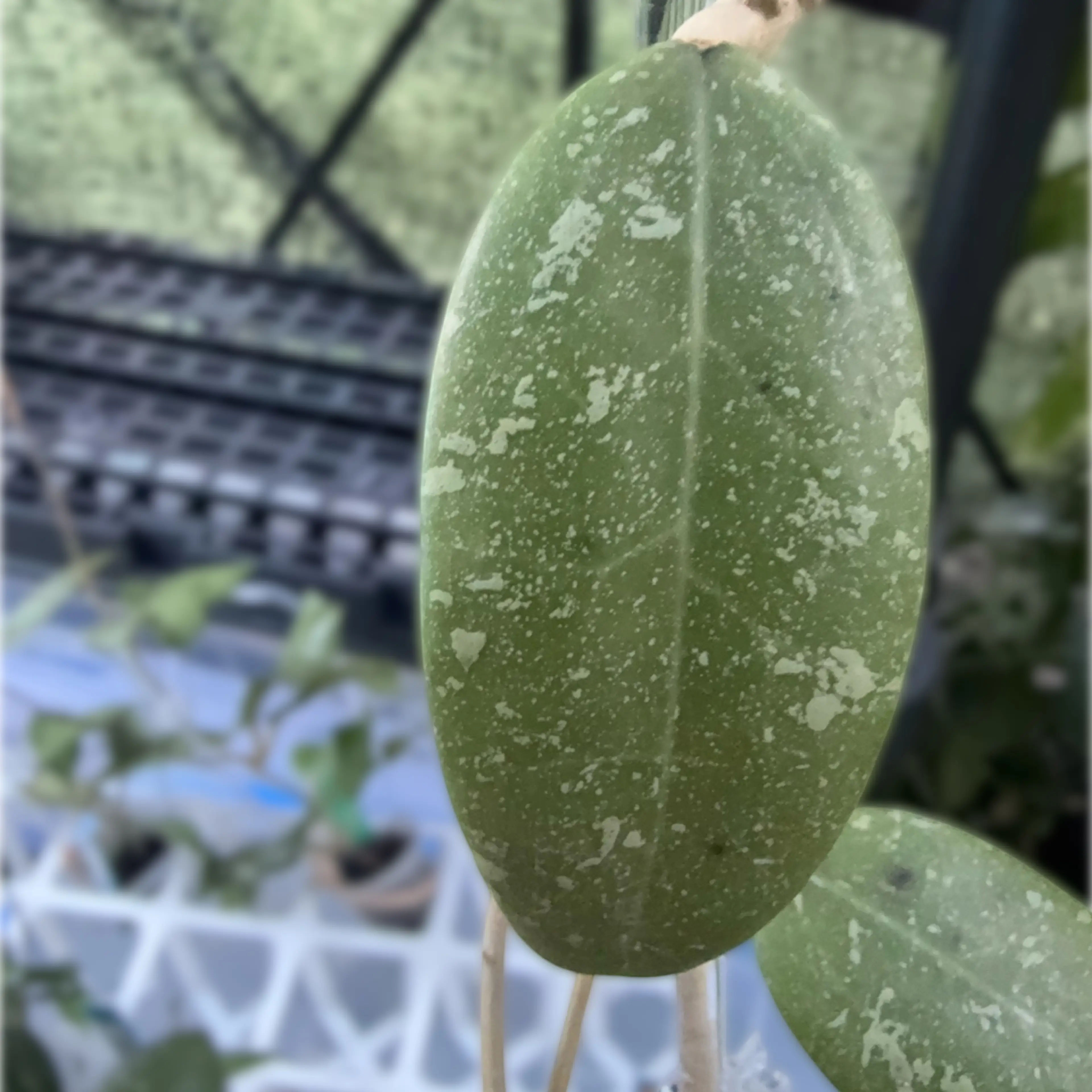 Image 2 of 2