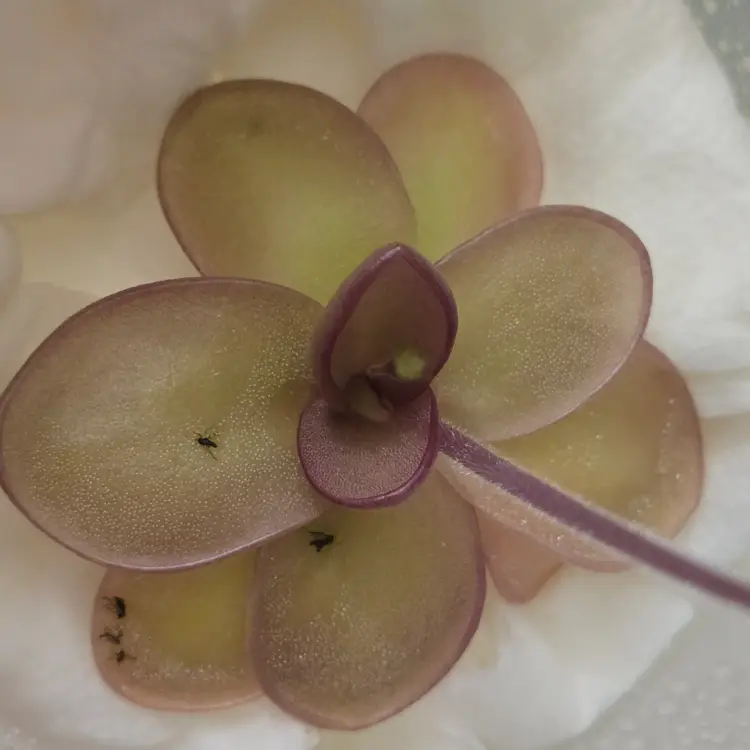 SC-22 Pinguicula gigantea x moranensis (Santa Catarina Juquila)