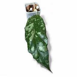 sp. Aceh ‘Ciforana’