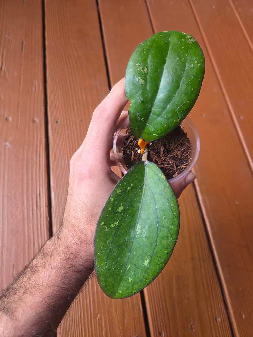 Hoya Areya