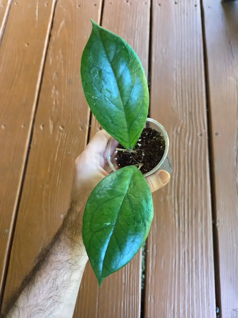 Hoya Water Drop EPC-964