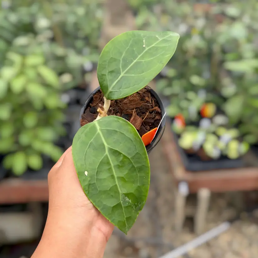 PS0449 - Hoya verticillata (Lampung, outer var.)