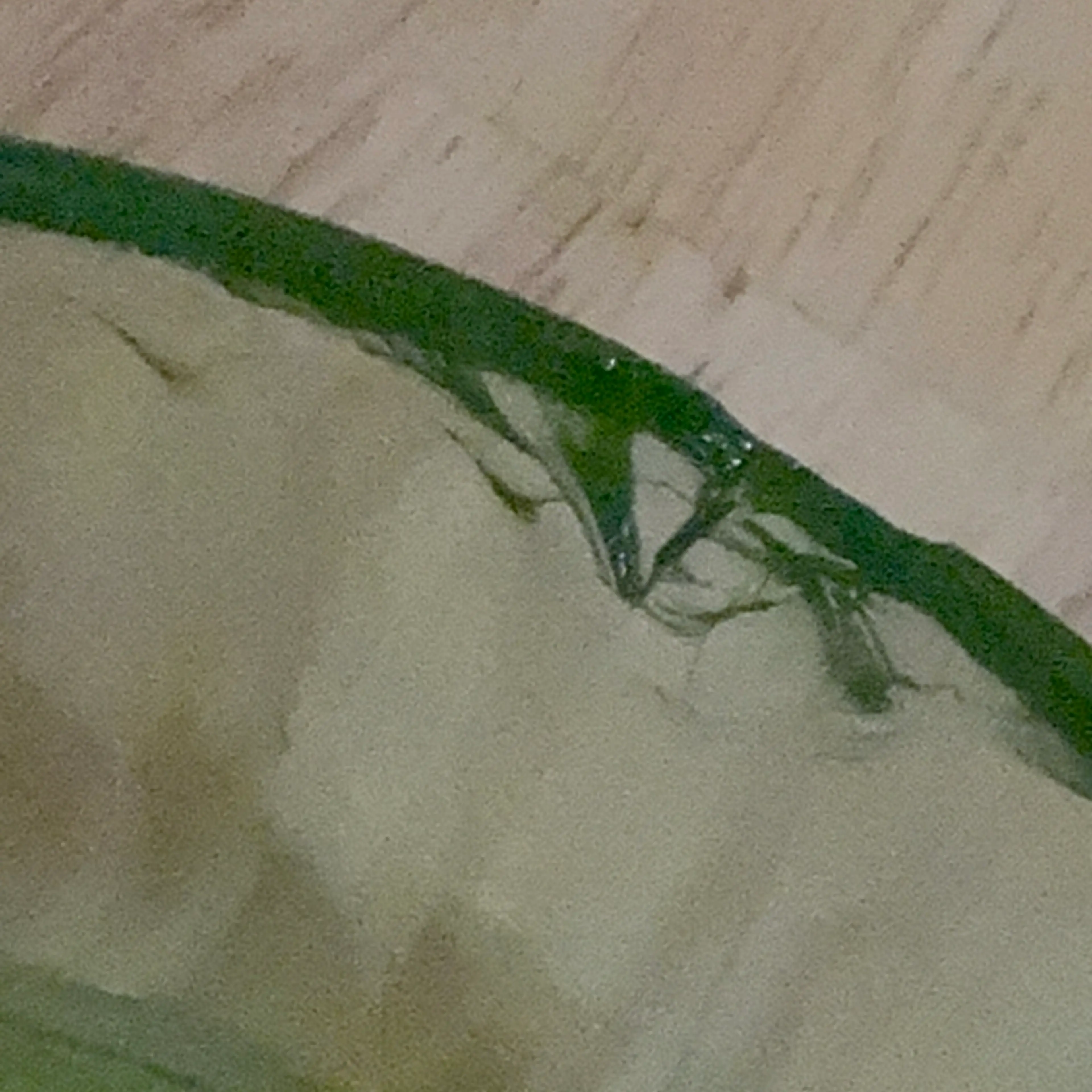 Image 4 of 7