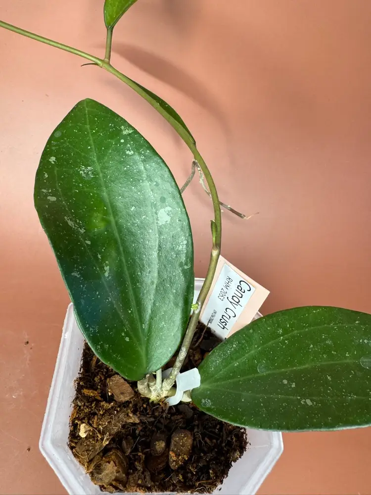 #3682 Candy Crush 😻