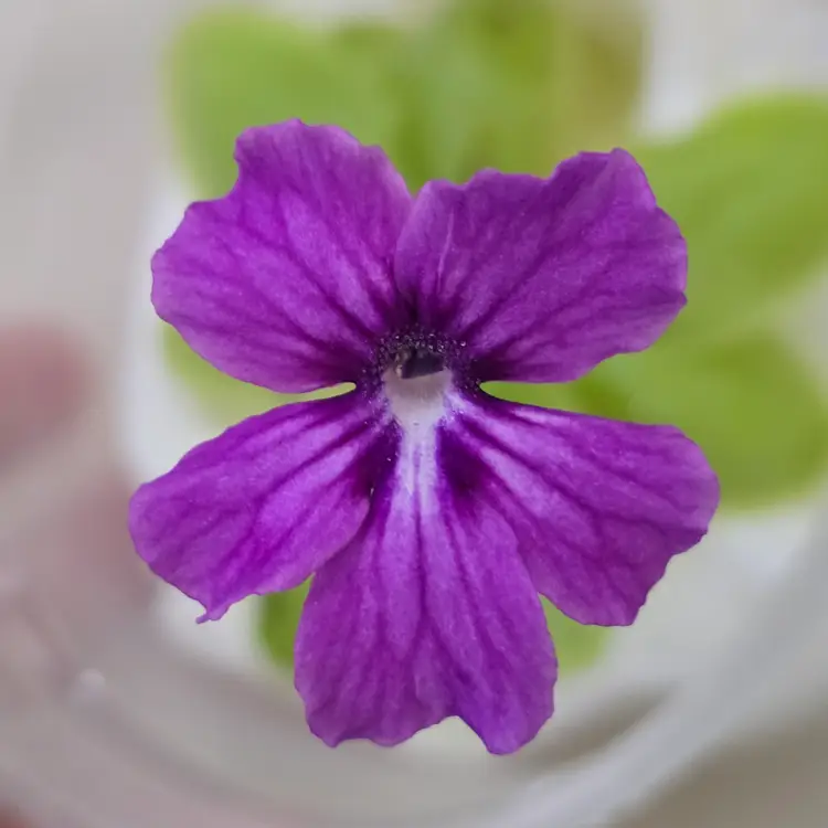 SC-49 Pinguicula moranensis (Santa Catarina Juquila) x (Sumidero I x zecheri)