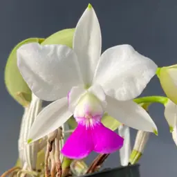 Cattleya walkeriana semi-alba 'Wilson' x self