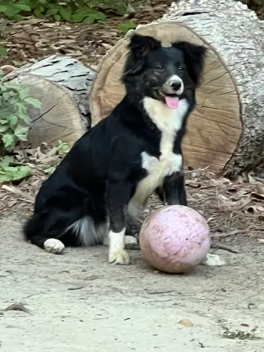 Come Play With Me This Morning