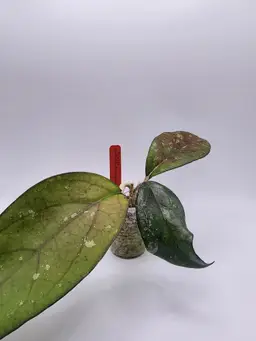 Hoya patcharawalai 077