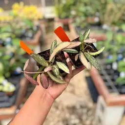 PSGC - Hoya sigillatis (inner var.)