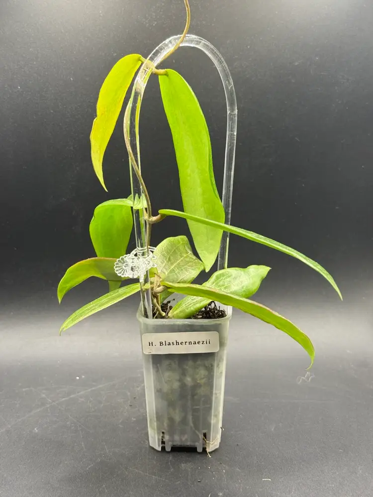 Hoya Blashernaezii