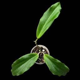 ‘Swiffer’s Rose’