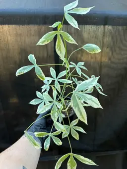 1200 | 4" Cassava Albo Variegated