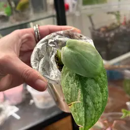 Scindapsus Black Dragon