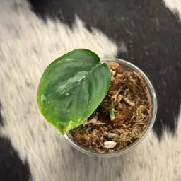 Scindapsus Black Satin Albo