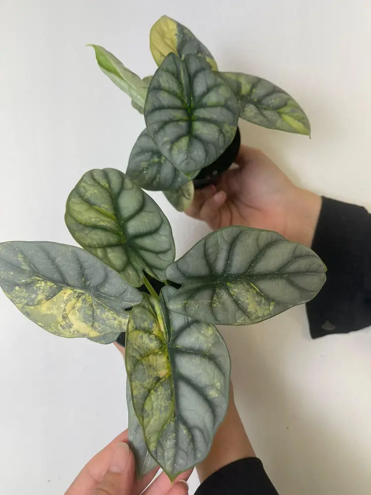 Alocasia silver dragon variegated 3”