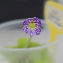 SC-223 Pinguicula agnata "Red Leaf" x emarginata