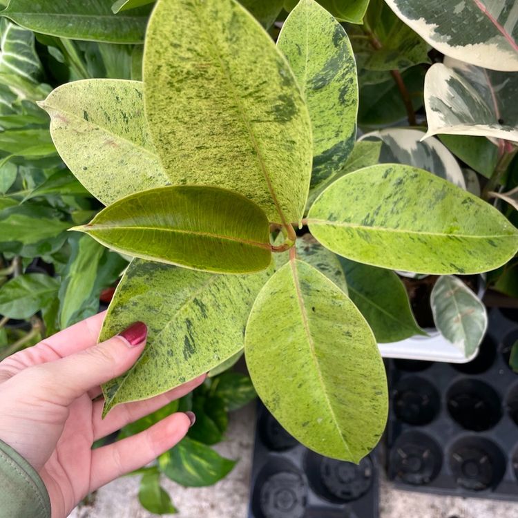 13Ficus 5” Sale
