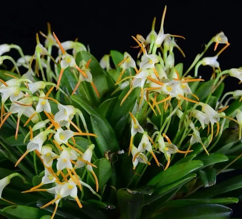 Masdevallia herradurae x scabrilinguis - 2” Terra Cotta Pot