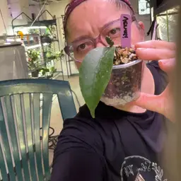 Aceh Venasi Valentín Special