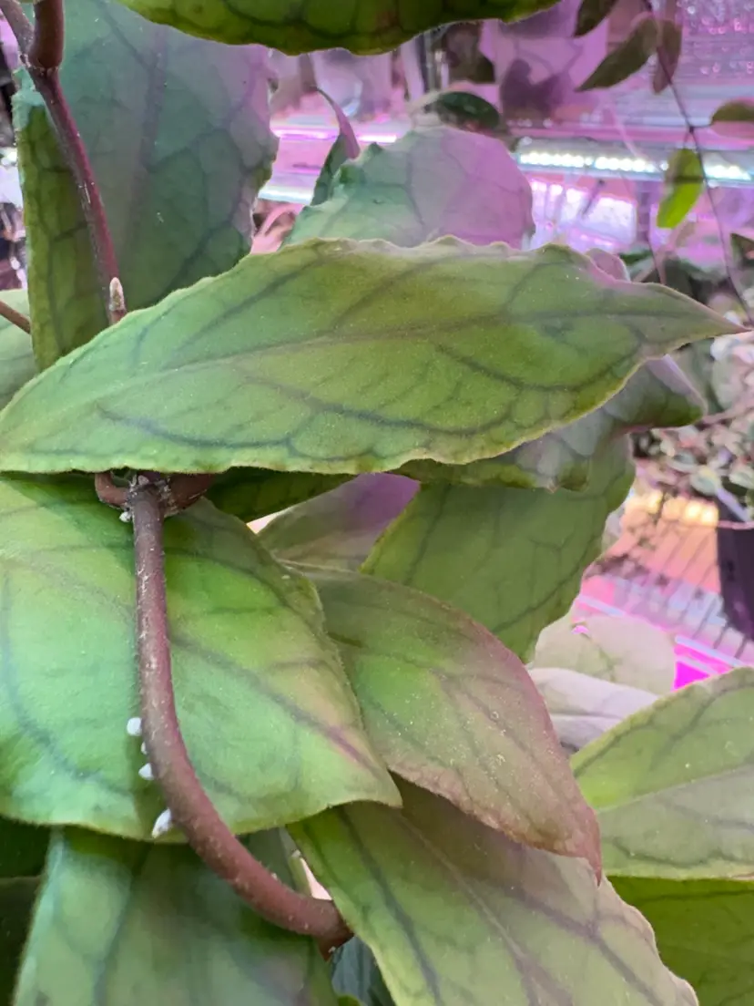 Livestream thumbnail