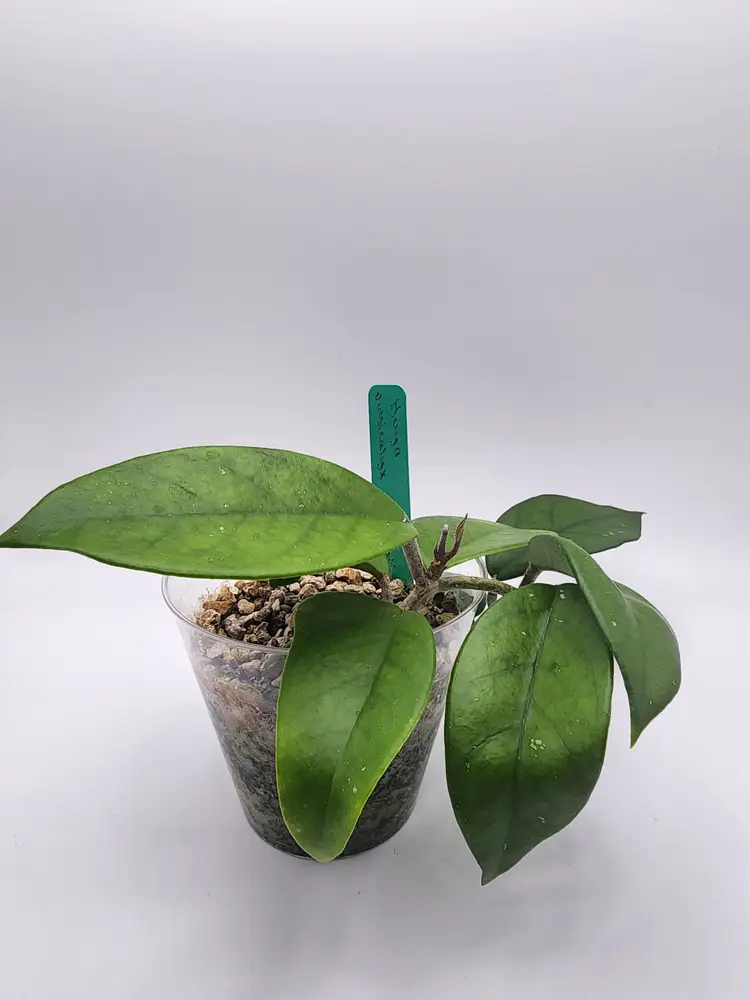 Hoya pubicalyx x fungii